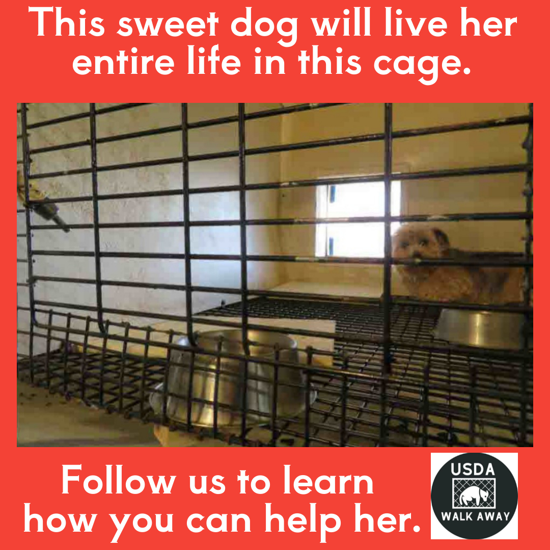 USDAWalkAway's tweet photo. USDA licensed dog breeders can legally keep dogs in cages their entire lives only to be taken out when they no longer produce a profitable litter, then... Follow our page to learn how you will soon be able to make a difference for the USDA dogs. https://t.co/ud830GUjbs