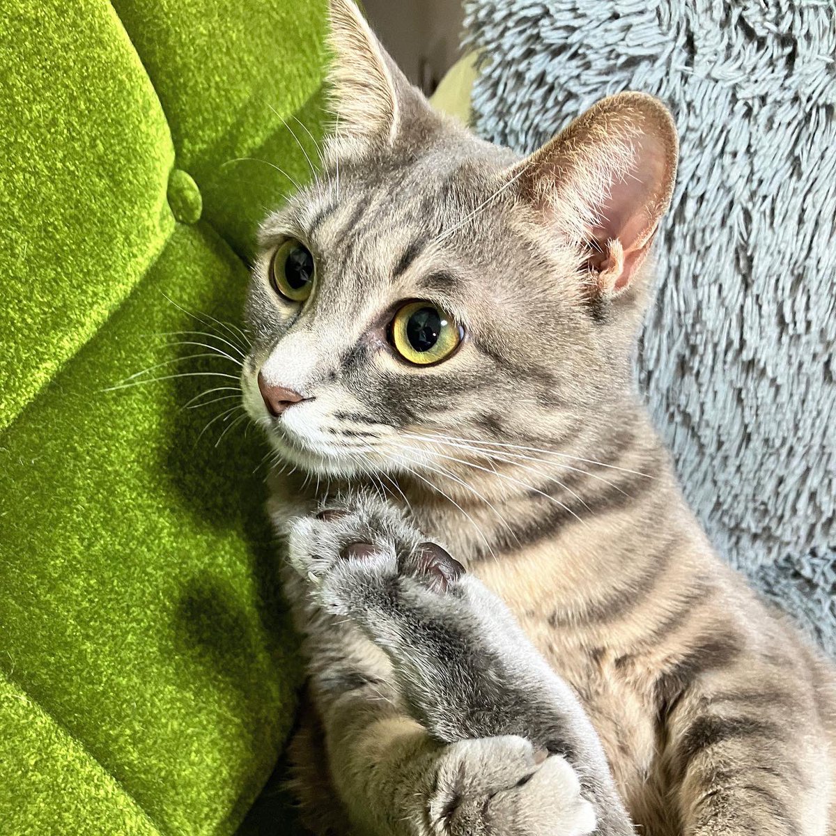 fuchi_eny_fip's tweet photo. すんごい姿勢で足舐めてた🧘柔らかいね身体💪

#猫のいる暮らし #猫 https://t.co/bqF166wqPd
