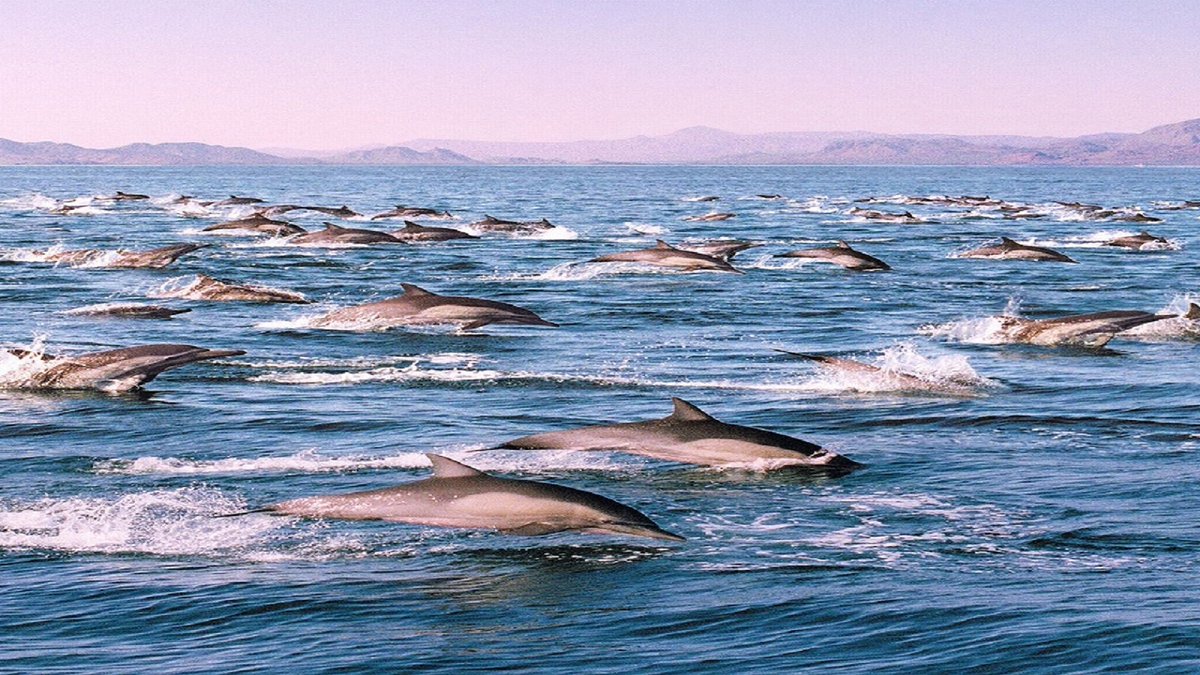 sakilabegum188's tweet photo. The Best Ocean Dolphin or Hungor Attack Video 2023
#dolphin, #dolphinattack, #Dolphins #dolphinfight,
https://t.co/KnVArOBLnm https://t.co/9KmB5WvqRI