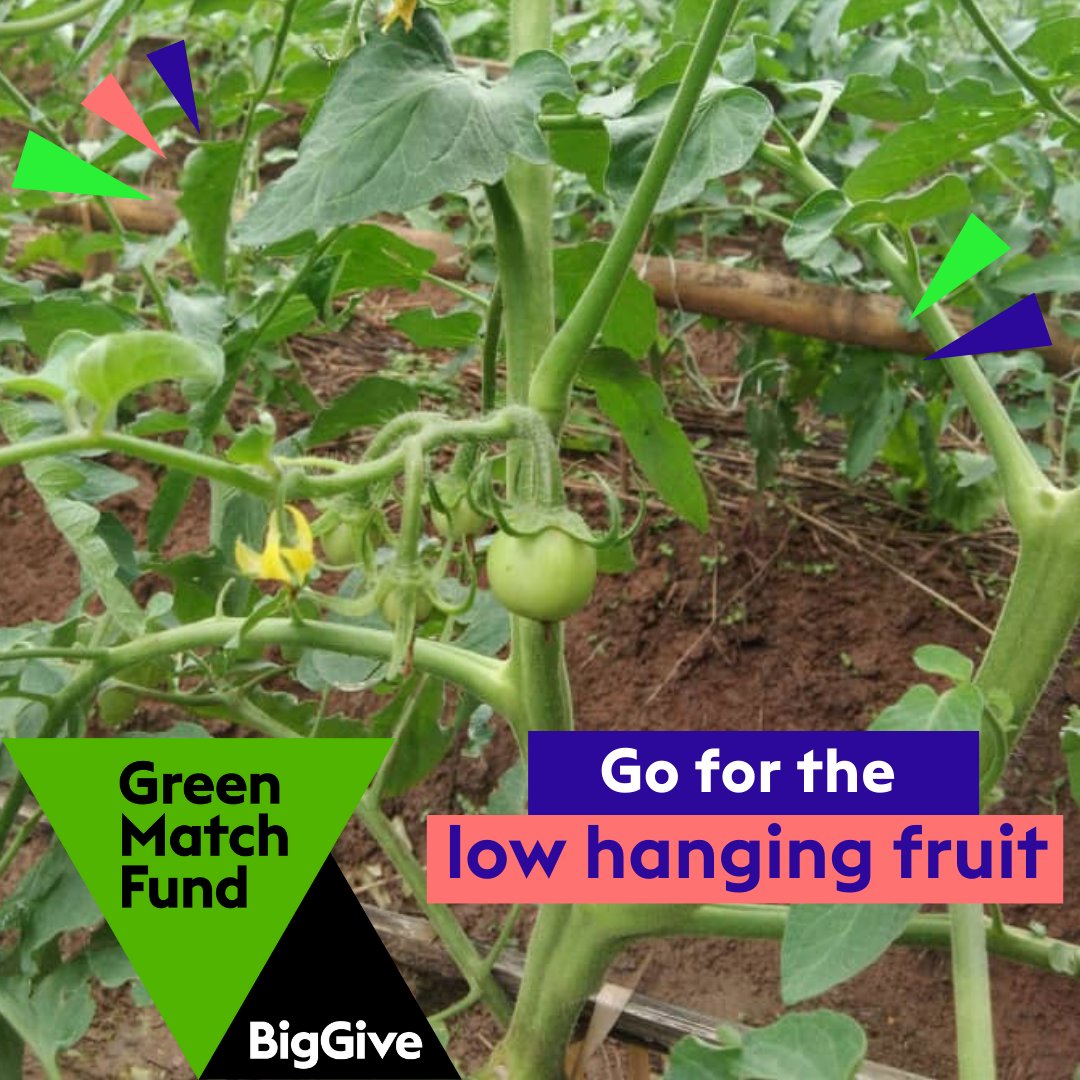 LIVE NOW! This April, it couldn't be easier to make a difference. Donate to Tiyeni's Feeding Malawi campaign with the Big Give this week and your donation will be doubled. It's really that simple. Visit  t.ly/biggivetiyeni. 
<a href="/BigGive/">Big Give</a> #GreenMatchFund #Malawi