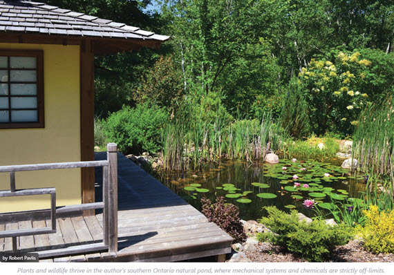 Bogs and ponds are unique in that plants have to thrive in a consistently moist environment. Today I’m sharing some great plant ideas from my new favorite book, “A Northern Gardener’s Guide to Native Plants and Pollinators”. 
gardenbite.com/pond-and-bog-g…