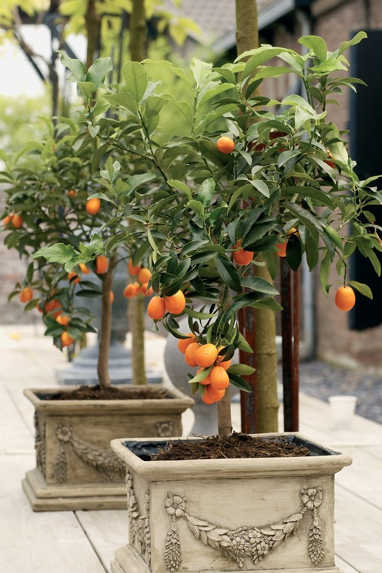 ruben_corella's tweet photo. #feliztarde #gardens #citricos #arboles #GreatExpectations #belleza #especies #variety #frutales #frutas #fruis #frutal #tiestos #macetas https://t.co/emtijKgpJc