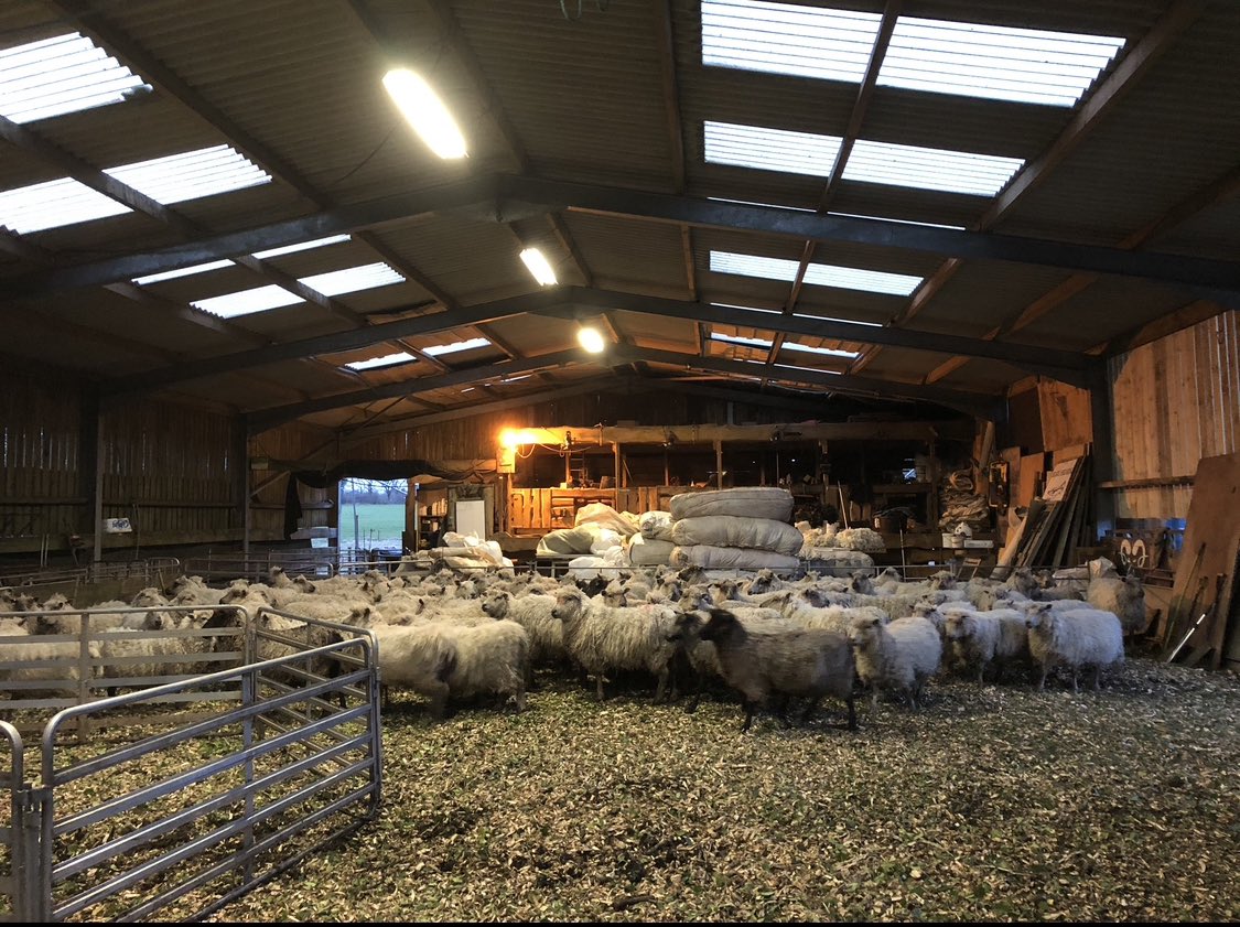 <a href="/StornowayBand/">Stornoway</a> <a href="/JonesyAE/">Anne Jones (Dr Jonesy) 🏳️‍🌈🇪🇺🏴󠁧󠁢󠁷󠁬󠁳󠁿</a> #mastershed contender … our sheep shearing shed as main stage <a href="/FernhillFarm1/">Fernhill Farm / Fibre</a> for <a href="/StornowayBand/">Stornoway</a> maybe, welcome to play with the love Doves here at our Regenerative eco-farm thanks