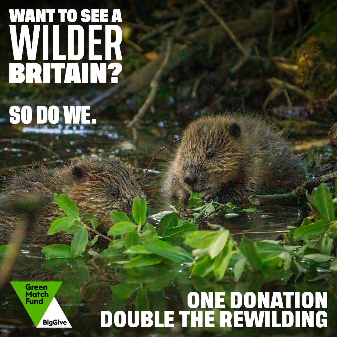 Rewilding Britain tweet media