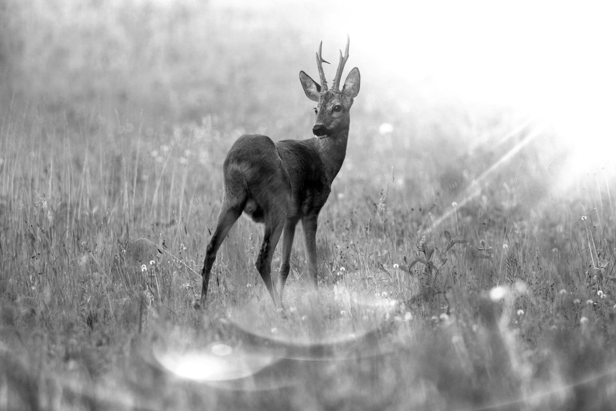 Zwemvolger's tweet image. #20april van een nieuwe maand en van de #photochallenge #camer_a_pril thema is #zwartwit.