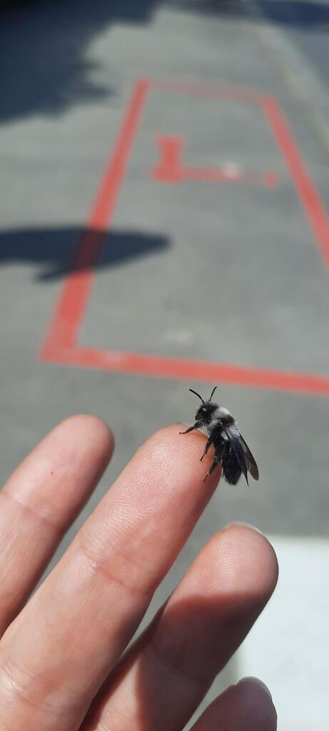 NatureSpotsApp's tweet photo. #Ashyminingbee #Animal in a Urban #habitat π¦ Link: https://t.co/2jc2ASJwwN π» Get the @NatureSpotsApp on https://t.co/hwNqbFxUMt and and start exploring #nature! π #naturelovers #natur #naturbeobachtung #naturephotography by Insectsvienna - Ashy mining bee (Andrena cinerβ¦ https://t.co/40jn8mvUfL