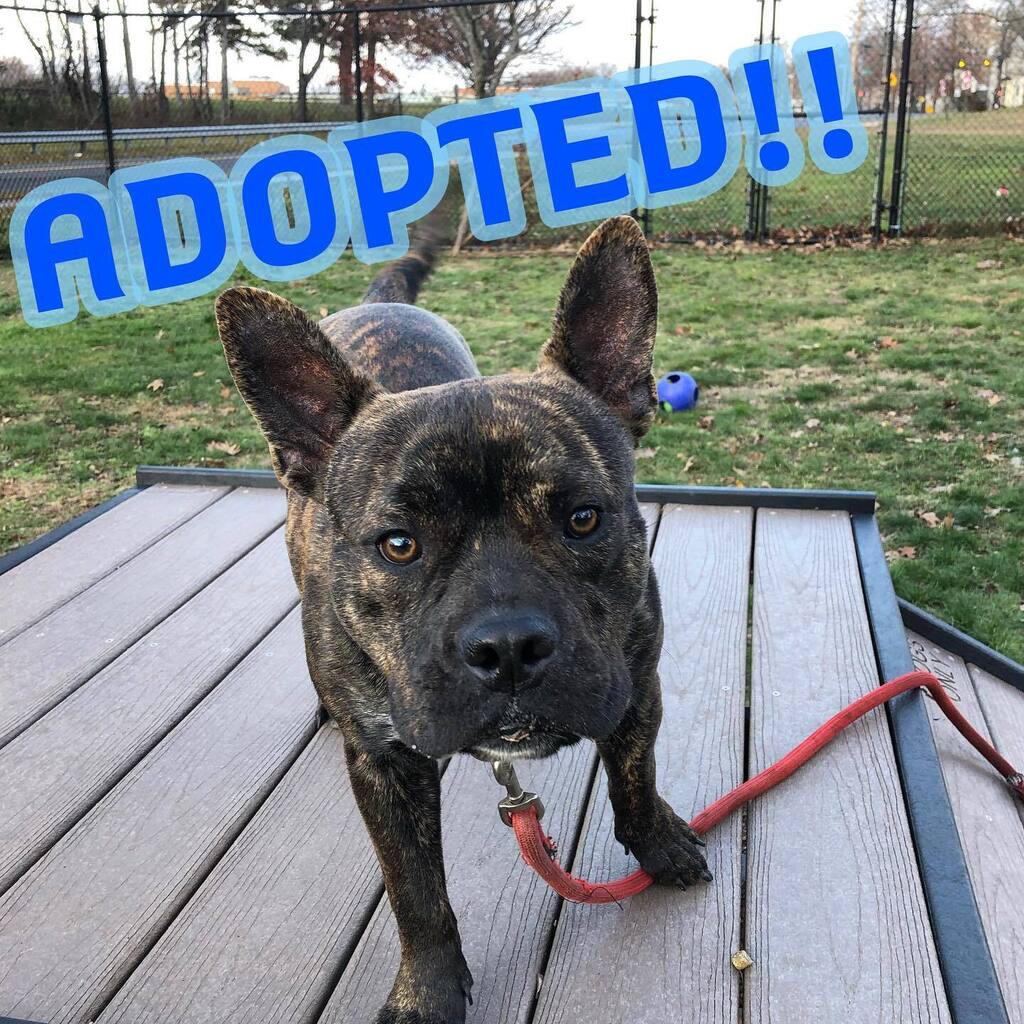 Woohoo! 🥳 Cutie Zeus was adopted!! 🎉🎉🎉 #happytails #zeusthedog #newhavenanimalshelter #rescuedogsarethebestdogs instagr.am/p/CrQRZsGu_Sk/