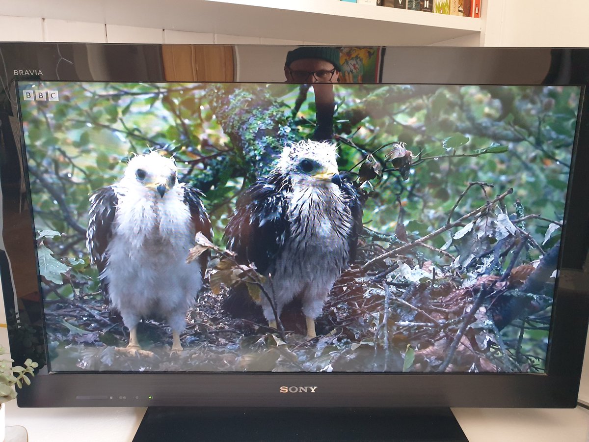 MultiMatt75's tweet photo. Honey Buzzards in the British summer. Made me laugh out loud! Really enjoying #WildIsles on #bbcone beautiful, and the music is superb https://t.co/a034gMA7gN
