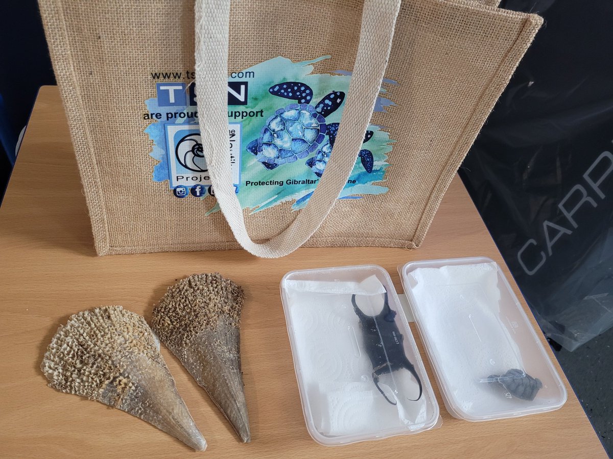 NautilusGib's tweet photo. #GibraltarMarineScienceStudies 
Run-up to @EarthDay 
At Nautilus it's #earthdayeveryday
Notre Dame pupils learnt about #endangeredanimals in the #mediterraneansea &amp; ways in we can #ACT #ActionChangesThings 
@IUCN 
#scienceoutreach #marineconservation #gibraltar #conservation https://t.co/izxLBLRGUp