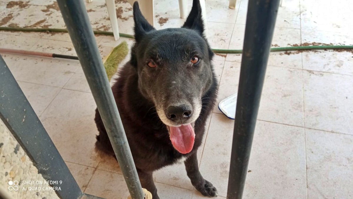 LE CONOCES??? PUEDES HACERLE UN HUEQUECITO??

Han encontrado a este perrito en Torres de Cotillas, #MURCIA 

Quien lo tiene, no puede quedárselo y en la prote no hay ni una jaula libre 😔

Se necesita acogida para este ángel hasta que aparezca el dueño o haya sitio en el
