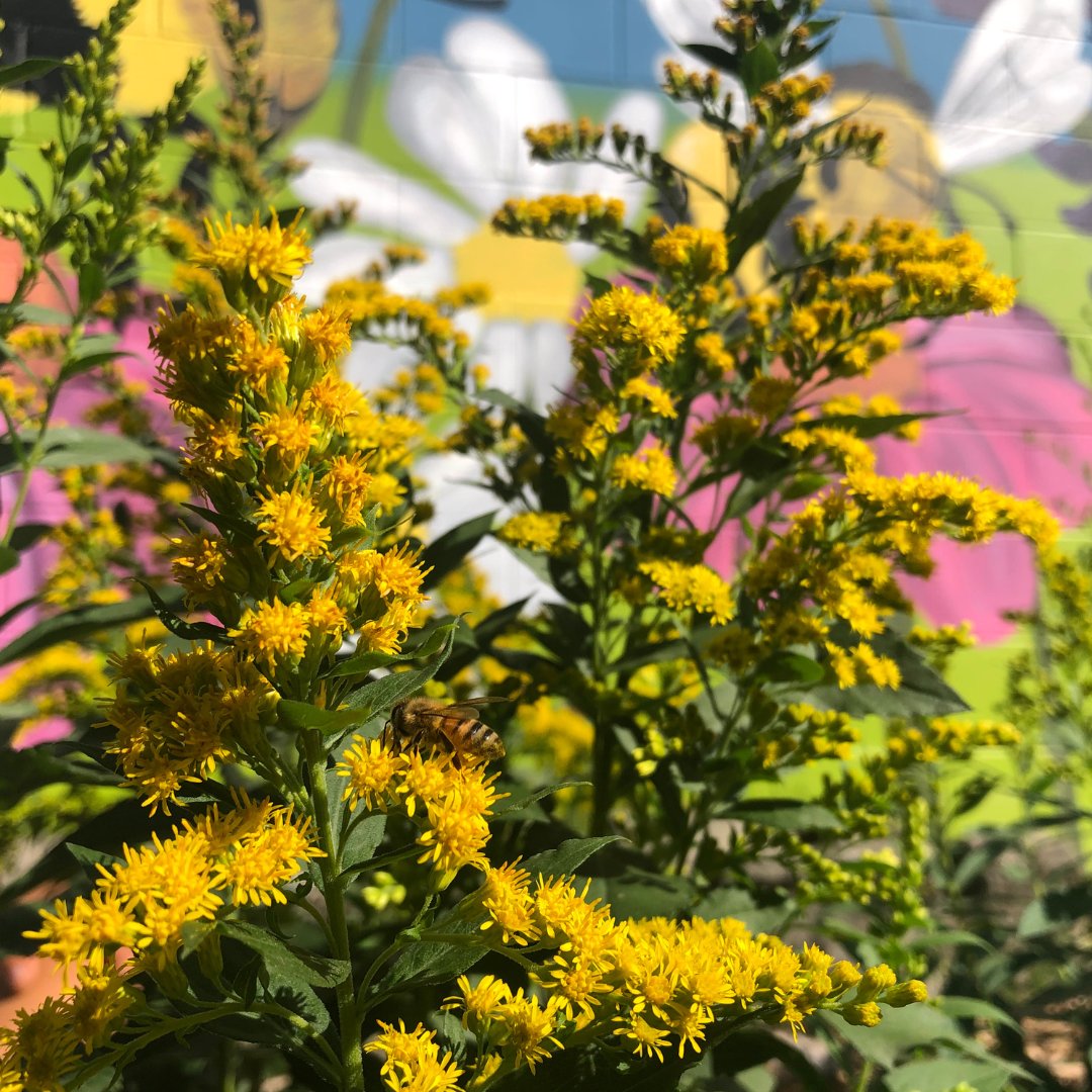cowgreencom's tweet photo. Be a part of something bigger and enjoy exclusive benefits like discounts on workshops and free access to select events as a member of the Cowichan Green Community. 

https://t.co/vRjhbTZjTc 

#cowichanvalley #duncanbc #buyBClocal #makeadifferance #buildingcommunity https://t.co/y6NnNPdrFx