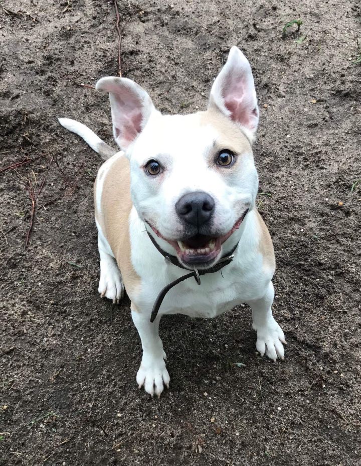 Do you need a short and cute little pitty? Meet Cody! This car loving co-pilot knows his commands and is looking for his forever best friend. Learn more about Cody on Petfinder. petfinder.com/dog/cody-39103…