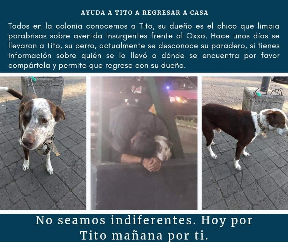 AYUDA le quitaron a Tito, su único amigo y en verdad cuida mucho a su mascota, lo alimenta, le da amor y una señora decidió quitárselo solo porque “limpia los parabrisas” , ayúdame con un RT - colonia Buenavista, CDMX  <a href="/FundacionTomy/">Fundacion Tomy</a> <a href="/FundacionToby/">Fundación Toby</a> <a href="/MascotasSismo/">Mascotas Sismo</a> <a href="/AdoptaCDMX/">AdoptaCDMX</a>