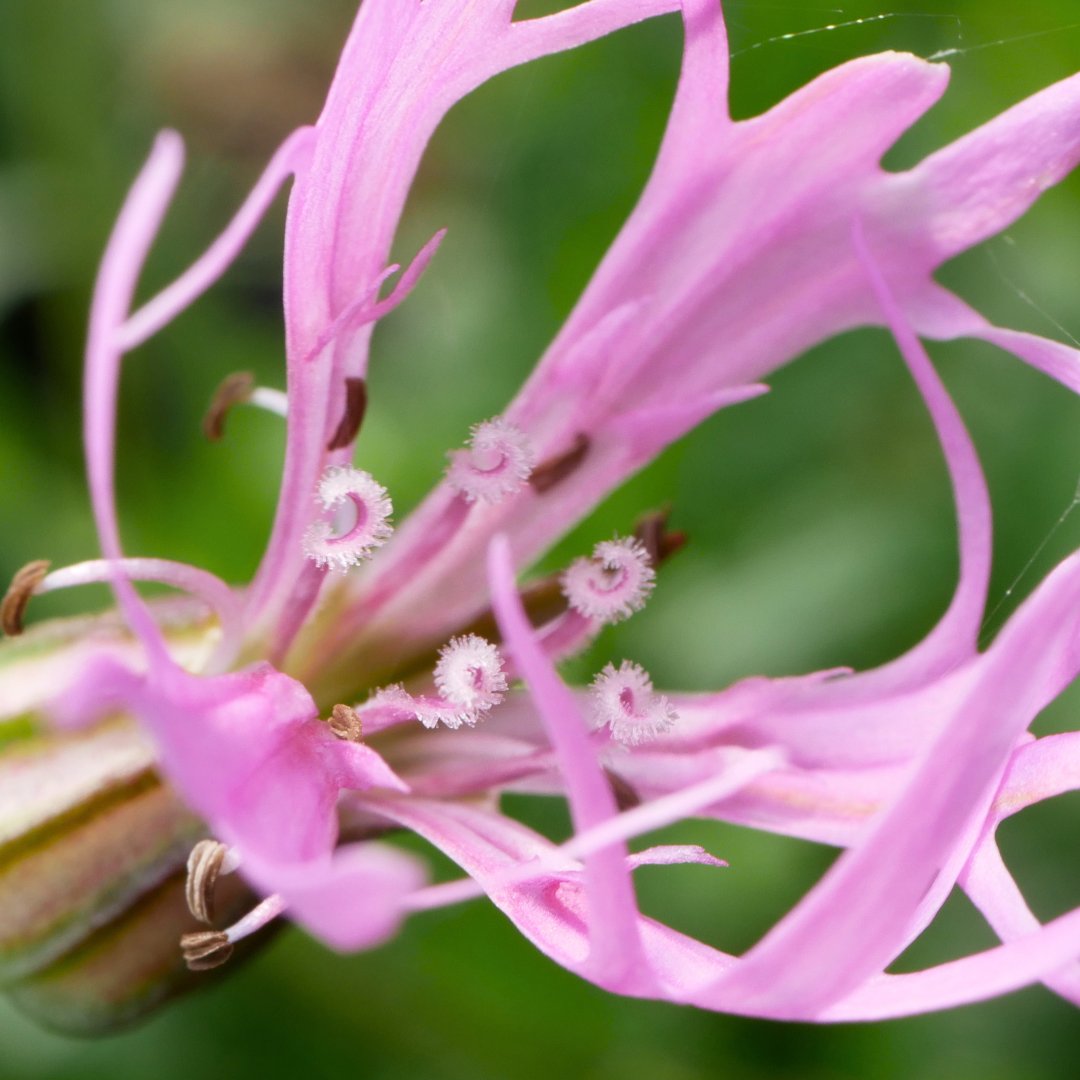HiKathrynShaw's tweet photo. Ragged Robin - Silene flos-cuculi

April 2023
Downpatrick

#NativeWildflowers #Wildflowers #IrishWildflowers #NaturePhotography #Botany #RaggedRobin #Silenefloscucli https://t.co/z9j9MJocjV