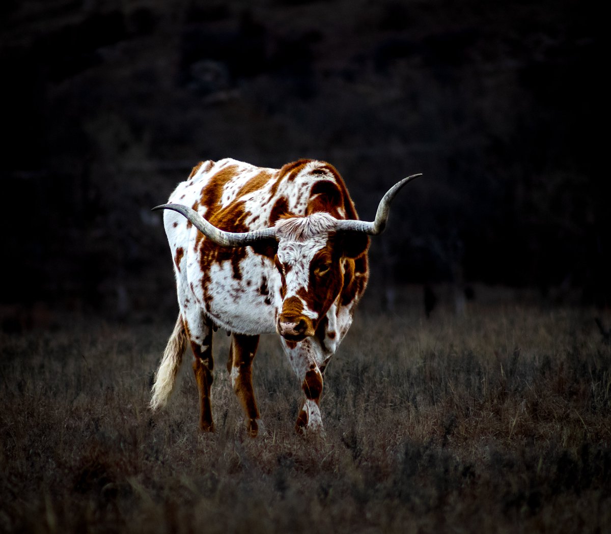 Excited to share this from my #etsy shop: Texas Longhorn etsy.me/3H1QHLc #unframed #countryfarmhouse #animal #texas #texaslonghorn #longhorn #cow #cowboy #cowgirl