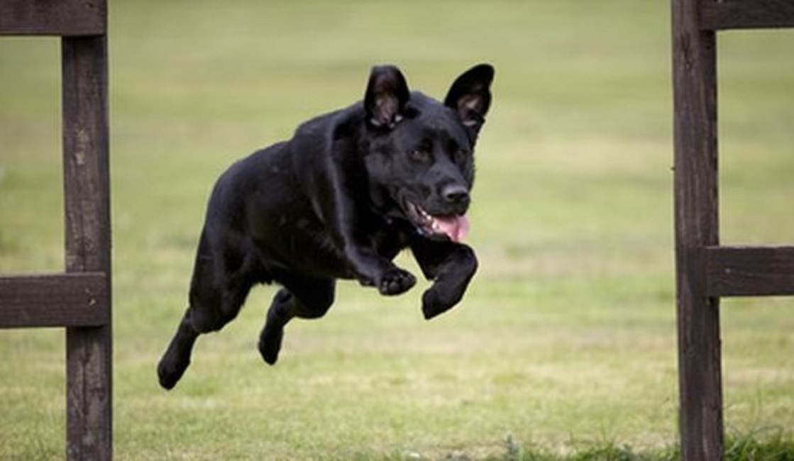 ChiroOutfitters's tweet image. IDEAL FOR ALL SIZES, AGES AND BREEDS OF DOGS &amp;amp; CATS chiropracticoutfitters.com/OsteoBark-p/os… #petjoint #petsupplements #dogjointhealth #dogvitamins