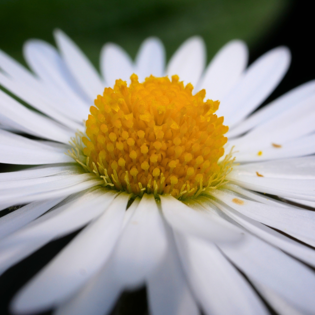 HiKathrynShaw's tweet photo. Daisy - Bellis perennis
April 2023
Downpatrick

#NativeWildflowers #Wildflowers #IrishWildflowers #NaturePhotography #Botany #Daisy https://t.co/PQhHdER1bH