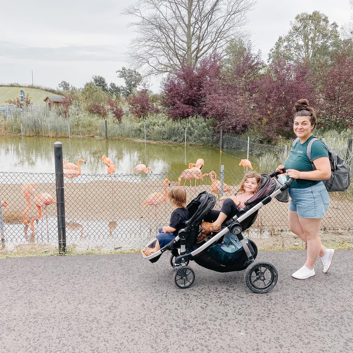 SafariNiagara's tweet photo. #TBT

#visitniagara #niagara #niagararegion #letthembelittle #letthemexplore #raisingtinyhumans #ontariomom 

[alt text:
Mandy pushing Amelia and Theo in stroller at Safari Niagara with Flamingos] ( #📷 @simpleandsageblog ) https://t.co/v1V9m1B3Vx