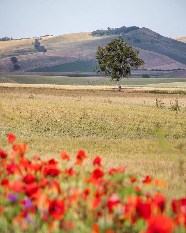 Italia's tweet photo. Green carpets of sinuous waves: the hills of Molise are waiting for you. Dive into the surroundings of Montecilfone and Ururi and rediscover your connection to nature.
📷 IG stefano.lanzone
📷 IG vincenzomelino
#LiveItalian #ilikeitaly #YourItalianPOV #ururi #borghiitaliani https://t.co/K52ErAWt9W