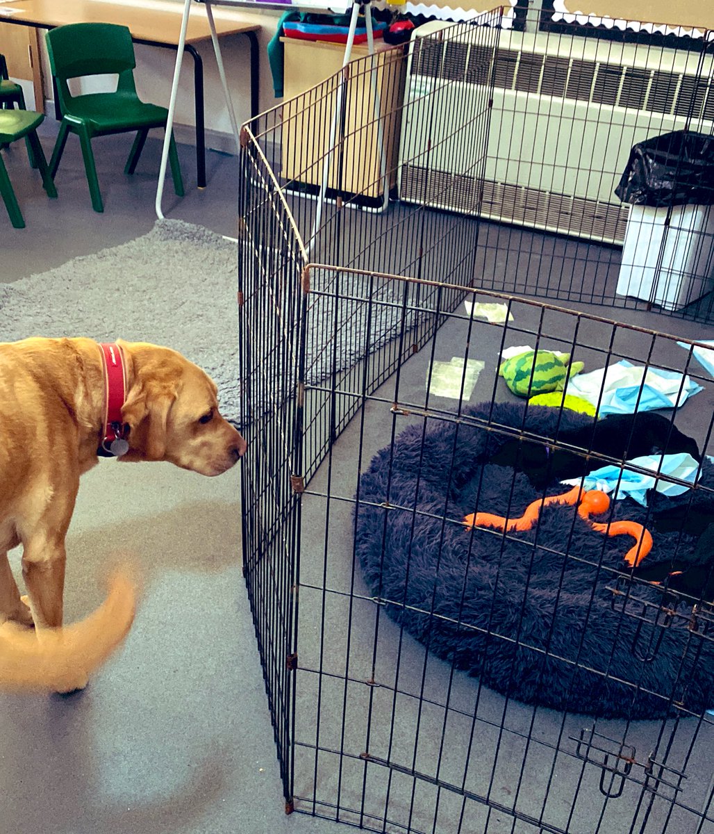 HamsPaw's tweet photo. Henry met Pudding’s puppies this afternoon. #cutenessOVERLOAD #puppyvisit https://t.co/uRom1slbFK