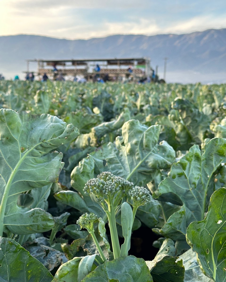 AndyBoyInc's tweet photo. #AndyBoy sweet baby broccoli packed fresh, and ready for a plate near you! 🥦📦 #sweetbabybroccoli #eatyourveggies #freshproduce #fieldshots #Salinasvalley https://t.co/c58T61OECc