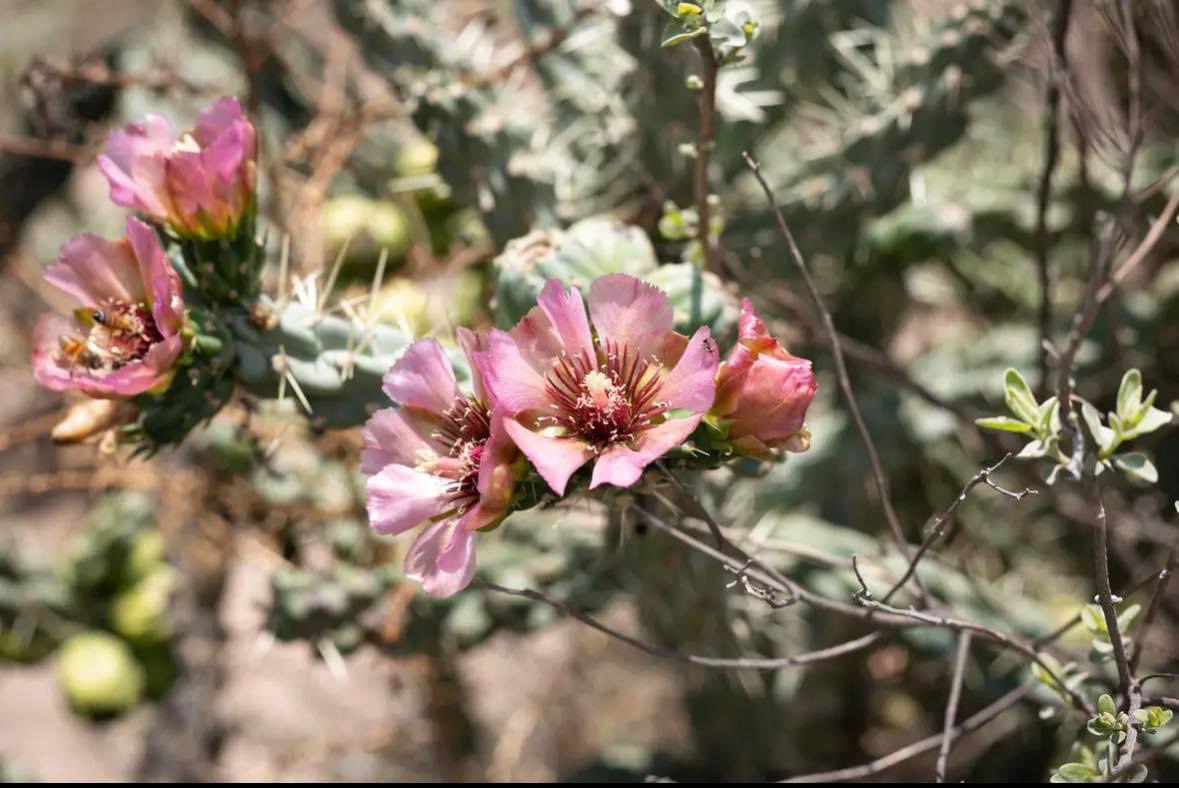 ✨🥃“Para todo mal, mezcal; para todo bien, también; y si no hay remedio, pues litro y medio” Y para los que visitan nuestro bello #MineralDePozos no se pueden perder la oportunidad de disfrutar de esta rica bebida y de la Hacienda en donde se produce el #Mezcal Pozo Hondo 👌🏻