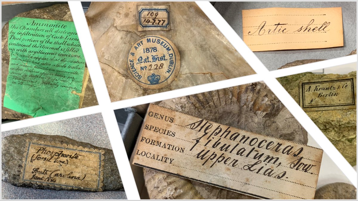 NMIreland's tweet photo. Discover the valuable contextual information a museum label can provide- in our latest museum blog -A Secret History of Museum Labels-
https://t.co/1chat5FjQf
#RegistrationCorner #MuseumBlog #Museumology https://t.co/EasKvScTJn