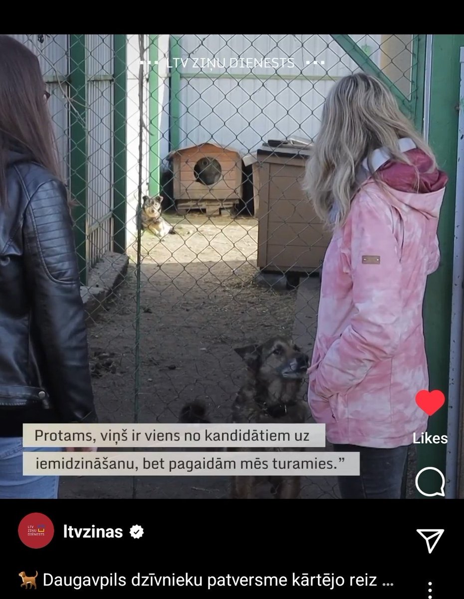 mooneshe's tweet photo. Ja kāds grib adoptēt sunīti, varbūt apsveriet to izdarīt Daugavpilī. Tur ir ļoti kritiska situācija. 🥺 Kādu brīdi dzirdu, ka cilvēki masveidā pamet savus ģimenes locekļus dodoties prom no LV tieši Daugavpilī. Dzīvnieki nav vainīgi, ka pilsēta ir tāda kāda ir. 🥲 https://t.co/hhbUOmm5qa