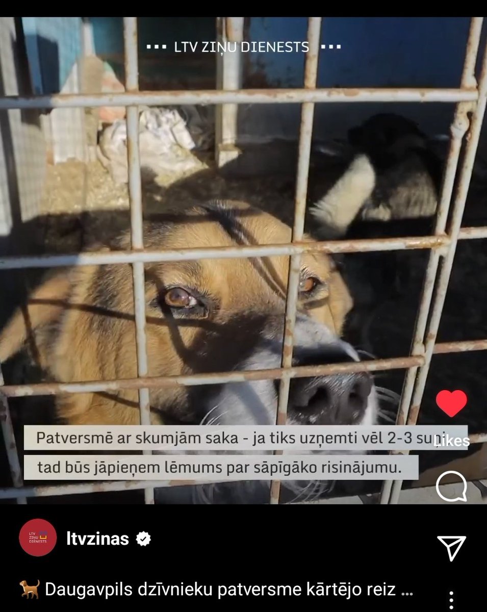 mooneshe's tweet photo. Ja kāds grib adoptēt sunīti, varbūt apsveriet to izdarīt Daugavpilī. Tur ir ļoti kritiska situācija. 🥺 Kādu brīdi dzirdu, ka cilvēki masveidā pamet savus ģimenes locekļus dodoties prom no LV tieši Daugavpilī. Dzīvnieki nav vainīgi, ka pilsēta ir tāda kāda ir. 🥲 https://t.co/hhbUOmm5qa