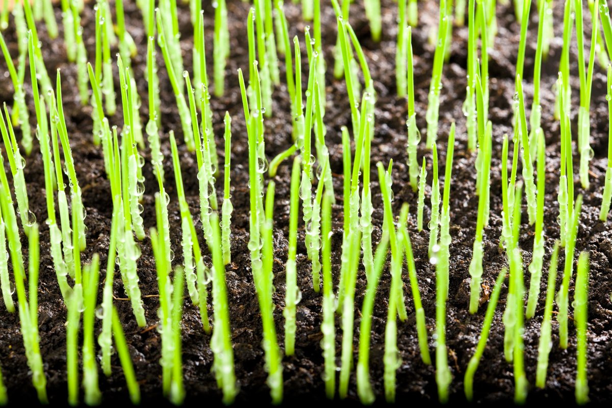 DivotGro's tweet photo. Compost additions to a #divotmix help accelerate the rate of divot #recovery. That's one reason why @DivotGro is the perfect blend! https://t.co/VV5SYR5hFK