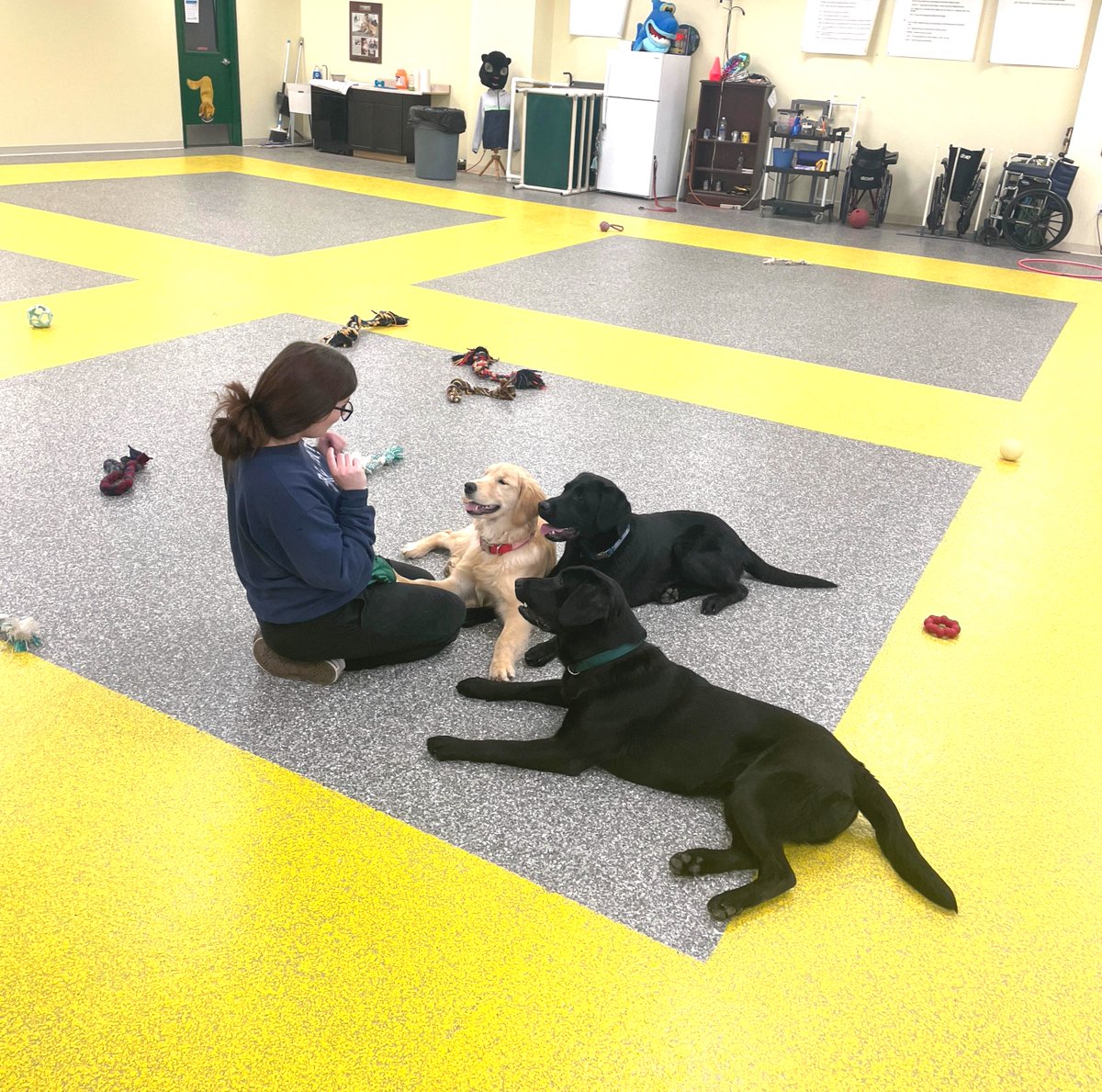 ECADServiceDogs's tweet photo. All eyes are on our Trainer! #ecad #servicedogsintraining #ecadservicedogs #futureservicedogs #puppytraining #workingdogs #servicedogschangelives #helpdogshelphumans #changinglives4pawsatatime #ecadfam #trainingsession https://t.co/bgmm4LSIev