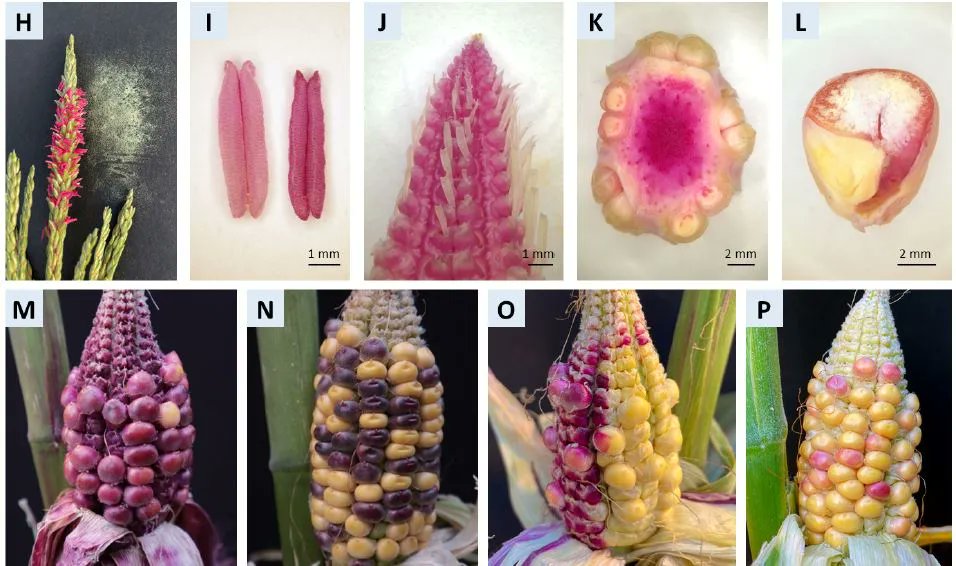 LETTER:  New T-DNA binary vectors with NptII selection and RUBY reporter for efficient maize transformation and targeted mutagenesis (Keunsub Lee, Minjeong Kang, Qing Ji, Sehiza Grosic, Kan Wang) buff.ly/3L88ge7 <a href="/ASPB/">ASPB</a> #PlantSci