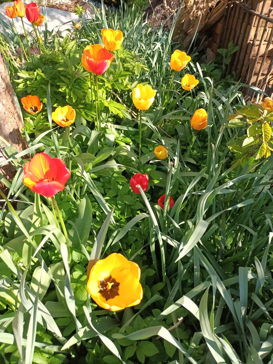 MelJD46's tweet photo. Do love my garden in the spring #Leicestershire #tulips #paeonies https://t.co/2JgqwvnjxS