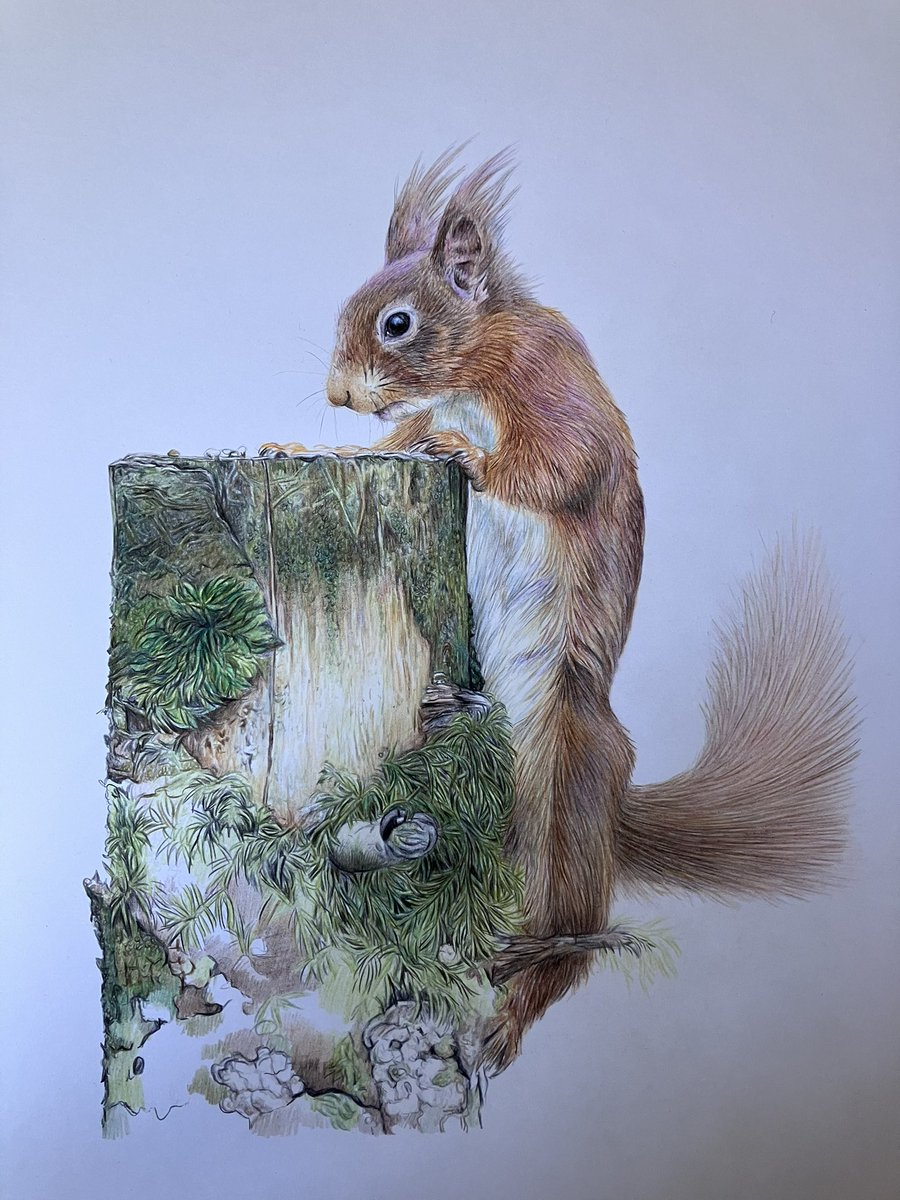 studio22artz's tweet photo. It’s slowly getting done. More progress this afternoon. Been nice to be able to draw for quite a while today for change. #art #drawing #redsquirrel https://t.co/Sc45294lVG