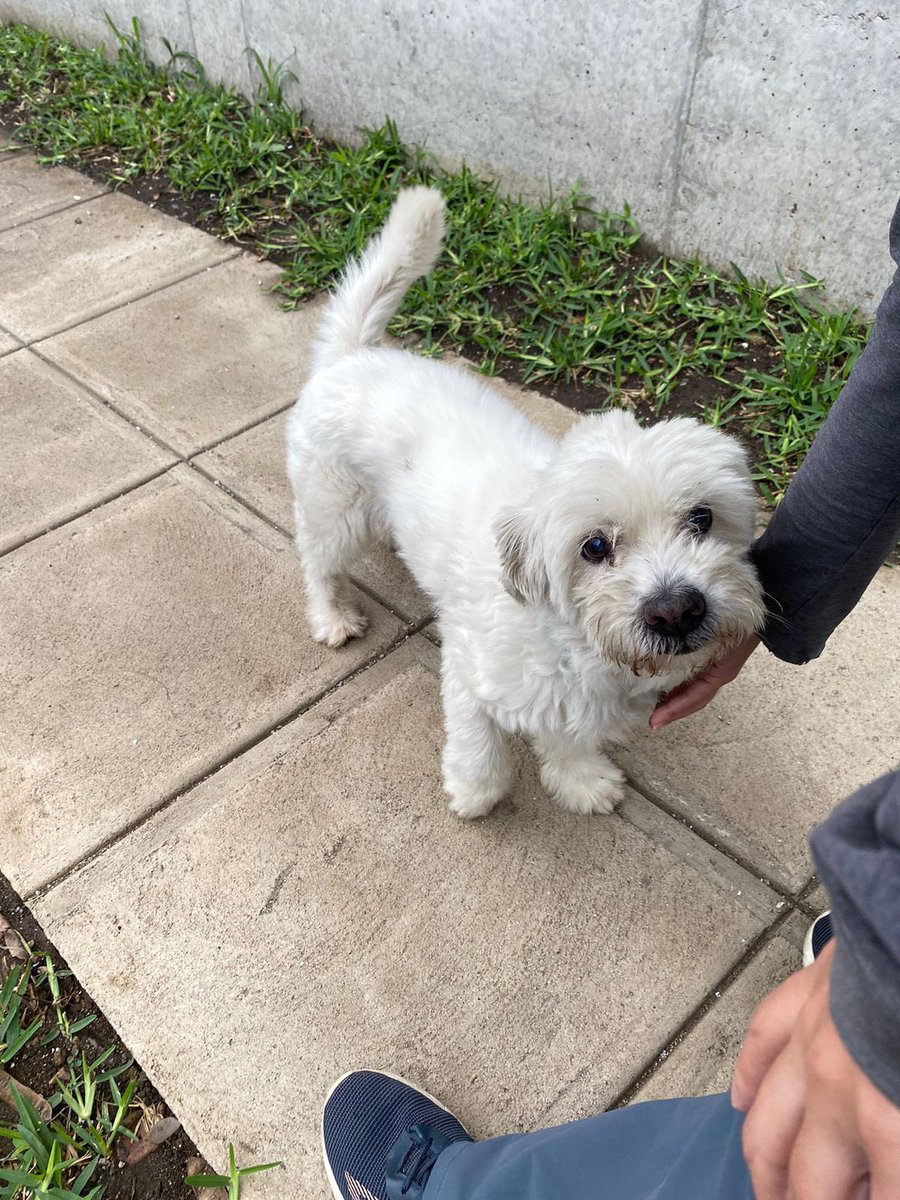 JoyceParadaG's tweet photo. ⚠️URGENTE 
Hola!
Acabamos de encontrar a este perrito en Calle Nuevo Cuscatlan por apartamentos L2. Frente a Villa Verde. 
Lleva collar con nombre “Mapuche” 
@lamanadadepick me ayudan a compartir por favor!!! https://t.co/Iwqahg9pN4
