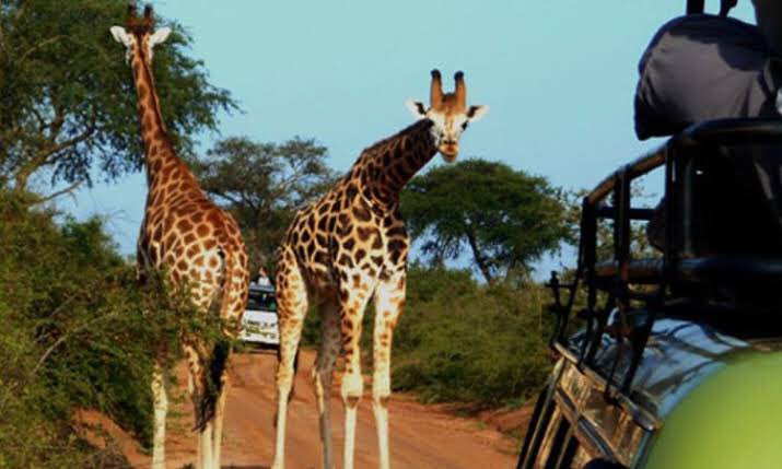 GiraffeSights's tweet photo. Join us on a 7 Days adventure in Murchison Falls & Kibale Forest Safari
Our 7-day tour includes daily drives, a delta boat ride, chimp tracking, cultural experiences and accommodations at a luxury lodge. Book now and make memories that will last a lifetime!
#MFNP #KFNP https://t.co/vJDOBZw64N