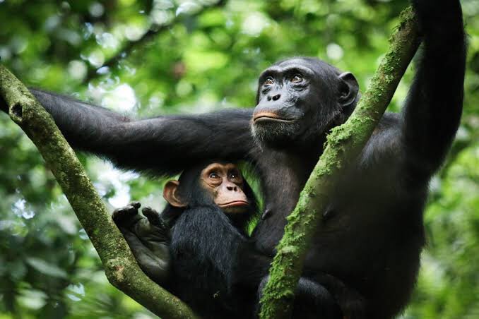 GiraffeSights's tweet photo. Join us on a 7 Days adventure in Murchison Falls & Kibale Forest Safari
Our 7-day tour includes daily drives, a delta boat ride, chimp tracking, cultural experiences and accommodations at a luxury lodge. Book now and make memories that will last a lifetime!
#MFNP #KFNP https://t.co/vJDOBZw64N