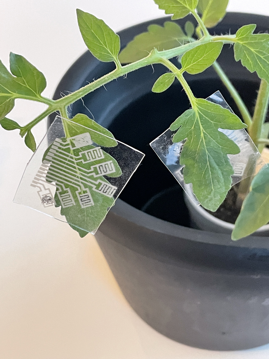 It's a small patch, but a big game-changer for farming.

Researchers from <a href="/NCState/">NC State University</a> developed an electronic patch that can be applied to leaves to monitor crops for pathogens and environmental stresses. bit.ly/3LgKCNy 

#NSFfunded

📸Qingshan Wei, NC State University
