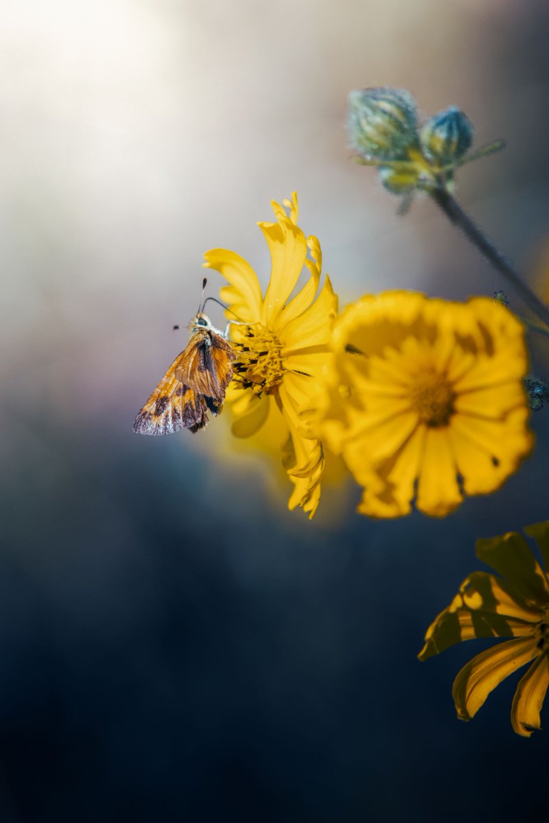 BLM Oregon & Washington tweet media