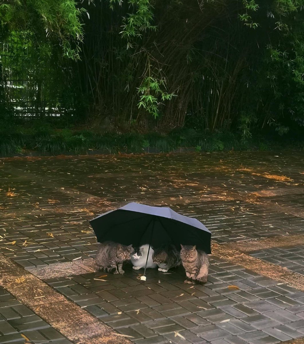 You can find shelter from the rain under the umbrella yourself, or if you are kind, you can also provide shelter to others.🌧️☂️🐈‍⬛🐈🐈‍⬛🐈