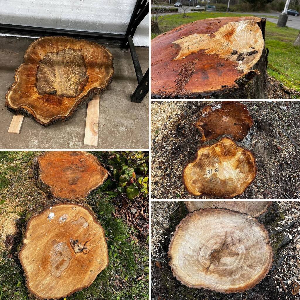 How many seemingly healthy trees actually have internal fungal stains? Have you seen this in a tree you felled lately? Let’s document internal stains here: ift.tt/Ta7pdjB instagr.am/p/CrQ2MOCL771/