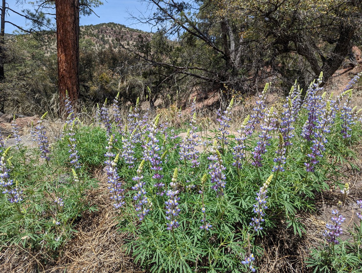 EricDoBrokaWX's tweet photo. Some more Gila beauty shots!
#Gila #explorenm #lakeroberts https://t.co/GitIWtWZXI