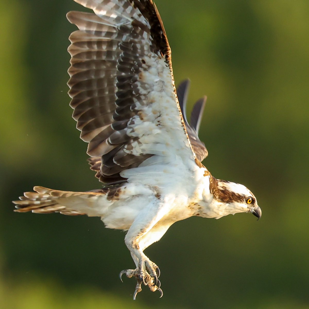 JSteelmanPhoto's tweet photo. Osprey
Armand Bayou Nature Center
04-20-23
Canon R6 - Canon 400mm F/2.8L IS II - Canon 2xii
800mm f5.6 1/1600 ISO 1600 EV0
#CanonFavPic #ShotOnCanon #EarthCapture #Birds #FeatherFest #Galveston #BirdPhotography #WildlifePhotography #CanonR6
@CanonUSAimaging https://t.co/LiRO0uFxkp