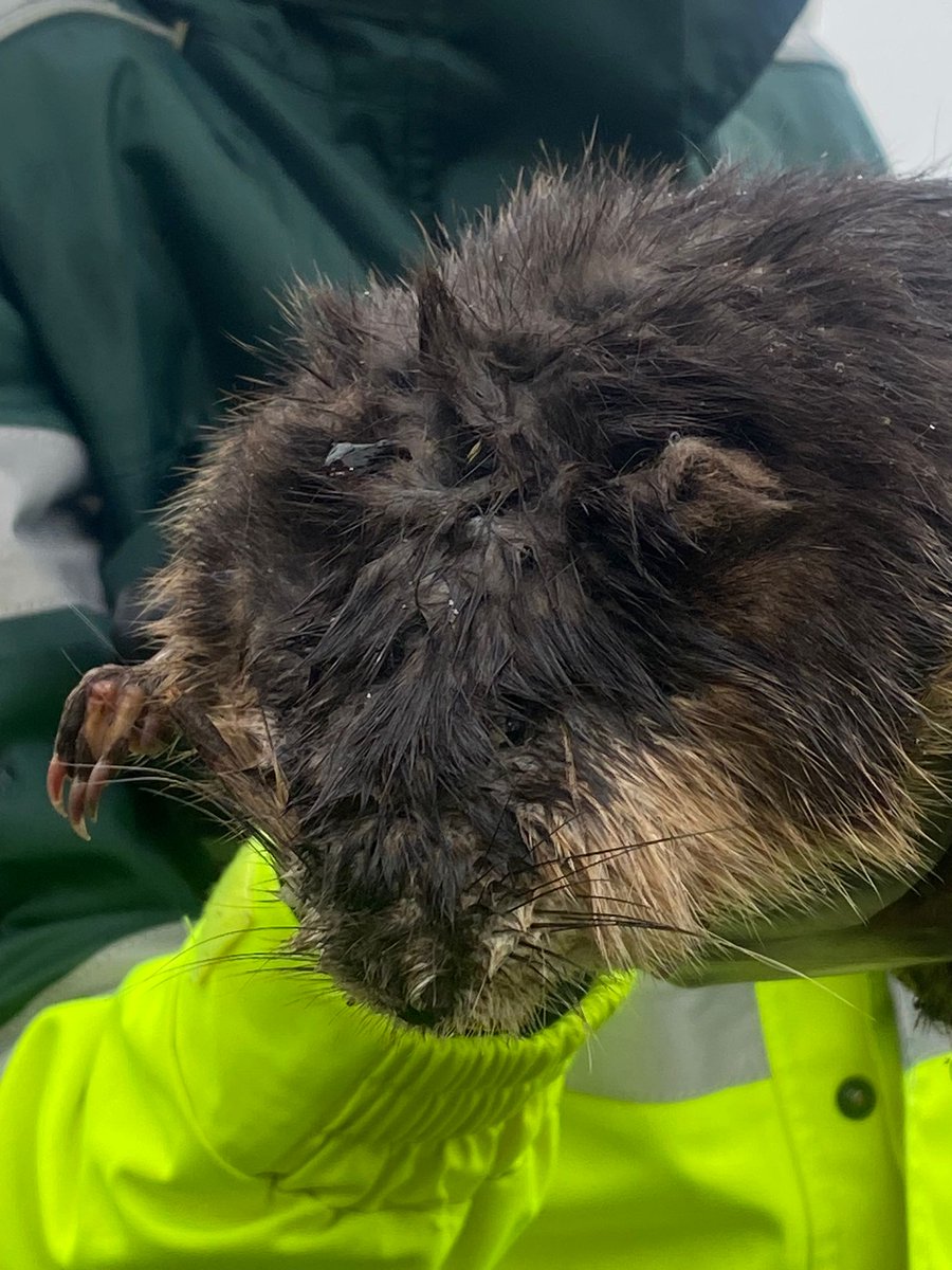 DierenAmsterdam's tweet photo. Zo plat als een dubbeltje
Iets doods bij een boom op de Meteorenweg....
Ter plaats ligt er een harige en platte.... Lijkt wel een Heugaveld tegel. Het is geen bever en geen rat, maar een combi ervan. Een #beverrat
https://t.co/Ut1NO35UHQ https://t.co/i5wlZGFiAf