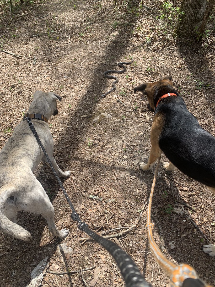 1st snake of the year!