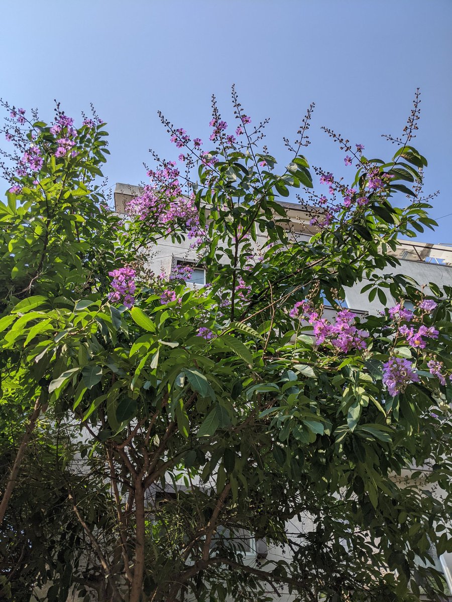 aggarushi's tweet image. Purple splash #joyofspring