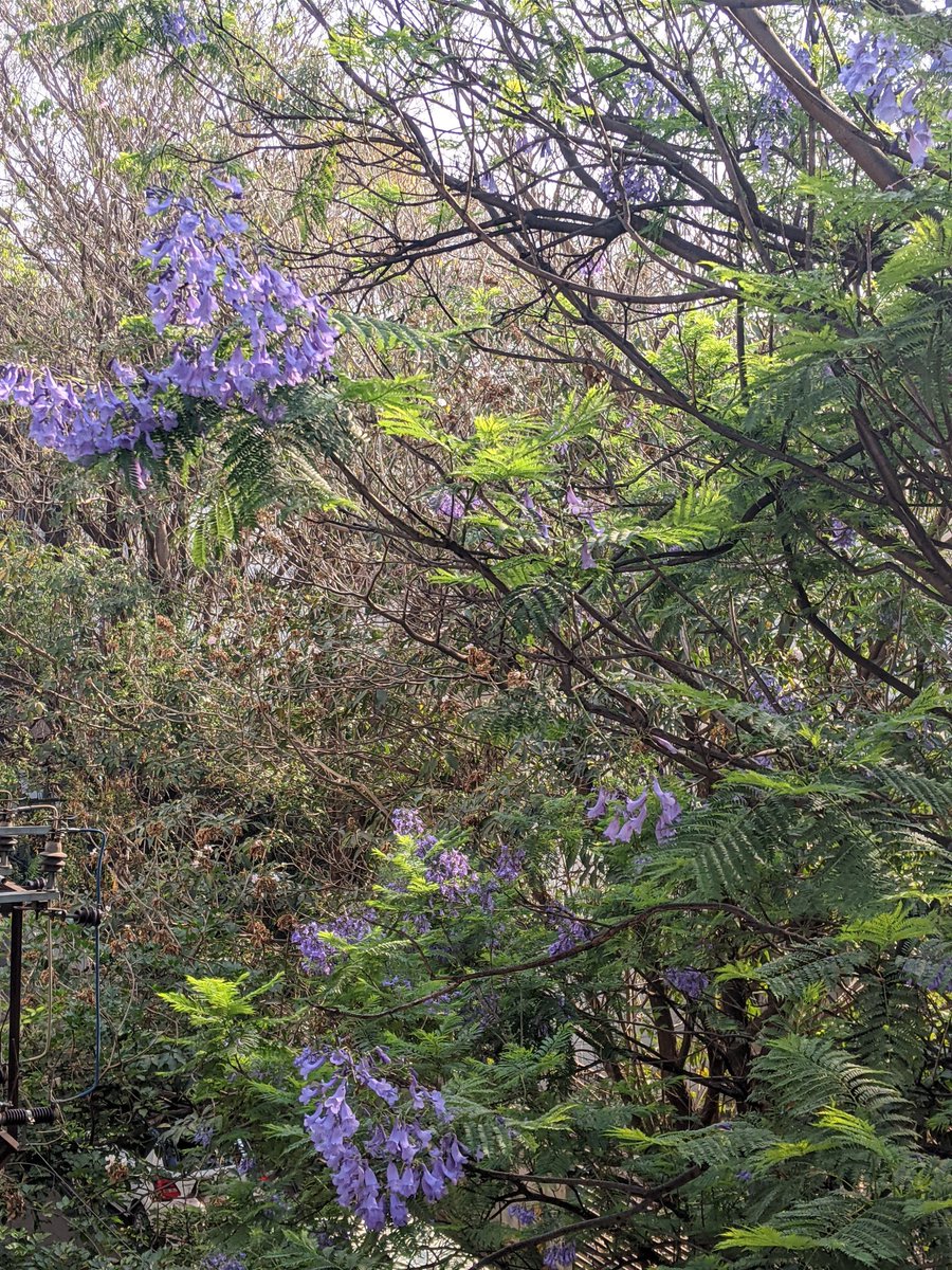 aggarushi's tweet image. Purple splash #joyofspring