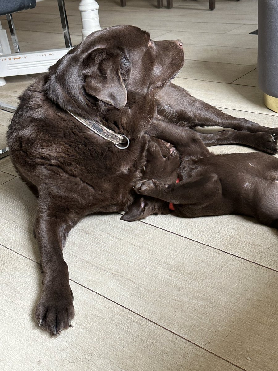 How is dis happening ? I’m getting bossed in my own house by an 11 week old hooligan piranha 👀😳
