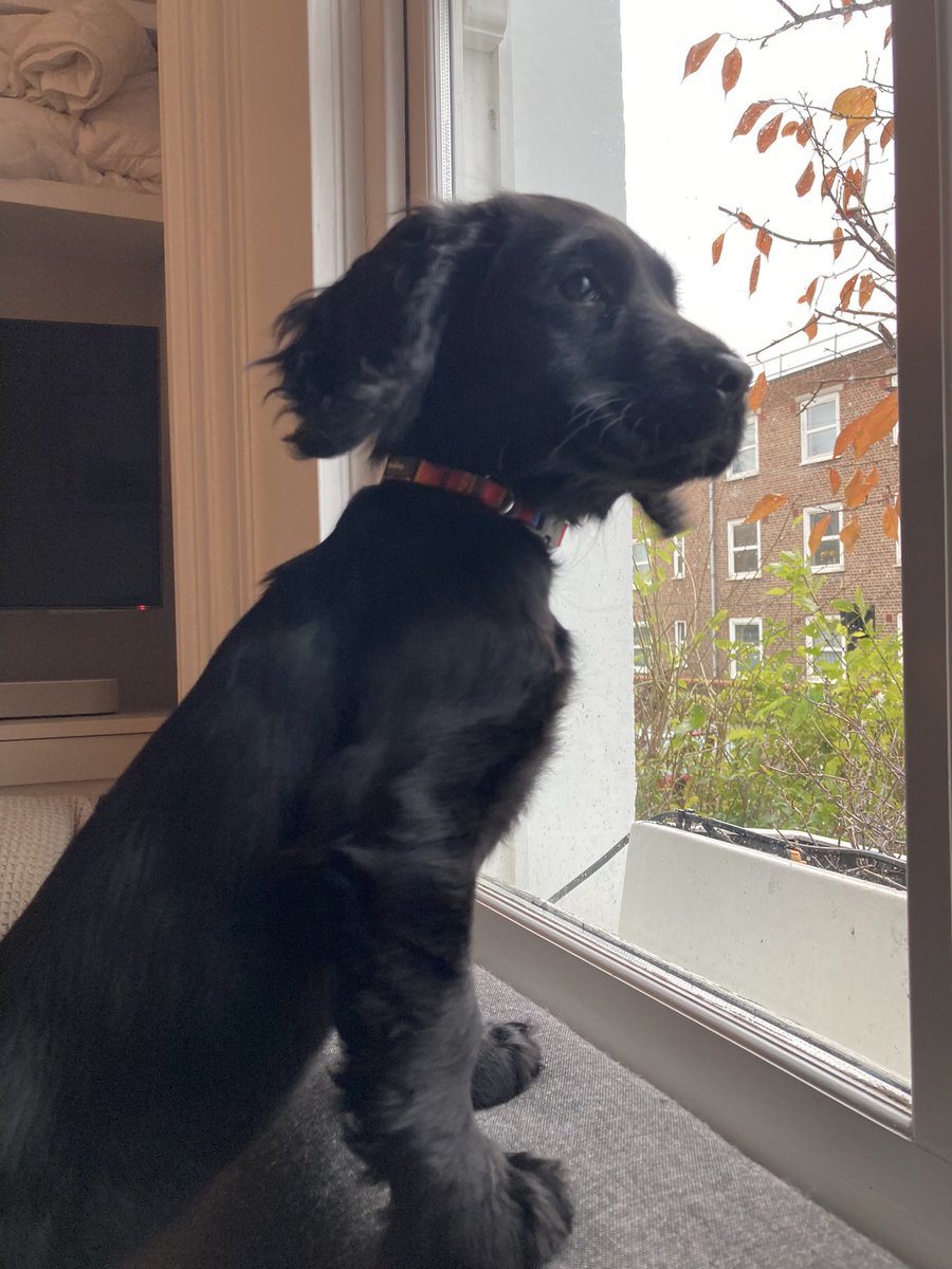 Eli & PiperSprocks Anipals tweet media