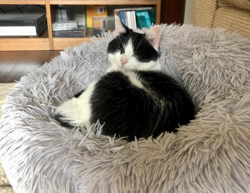 m_pkent's tweet photo. Not moving... ams too comfy! #thursdayfact 🐈😻👍🏻 https://t.co/jtk31FRZL4